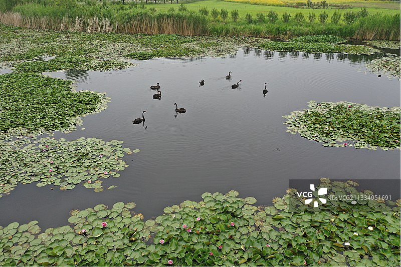 山东枣庄微山湖湿地公园内自在游弋的黑天鹅图片素材