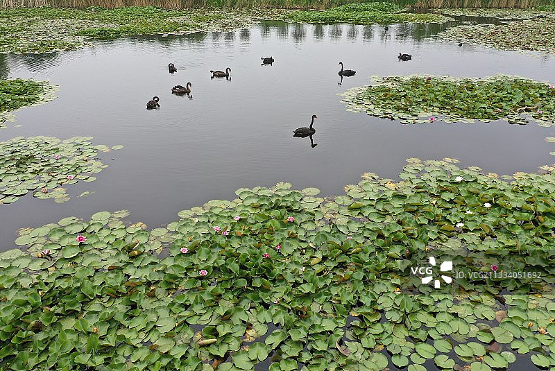山东枣庄微山湖湿地公园内自在游弋的黑天鹅图片素材