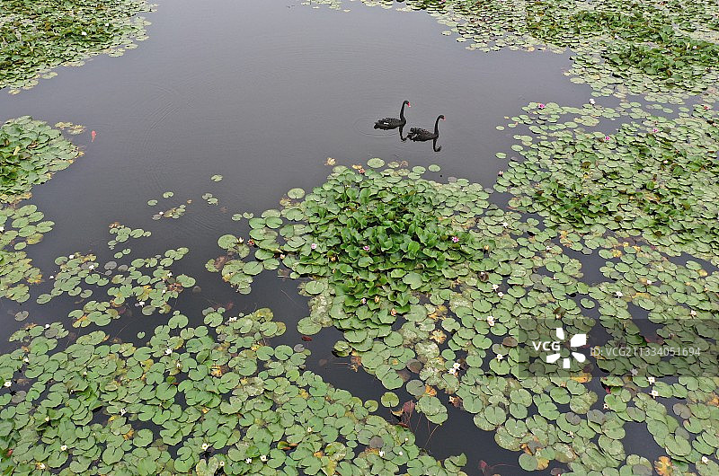 山东枣庄微山湖湿地公园内自在游弋的黑天鹅图片素材