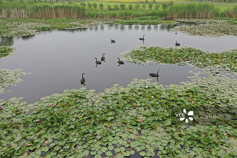 山东枣庄微山湖湿地公园内自在游弋的黑天鹅图片素材