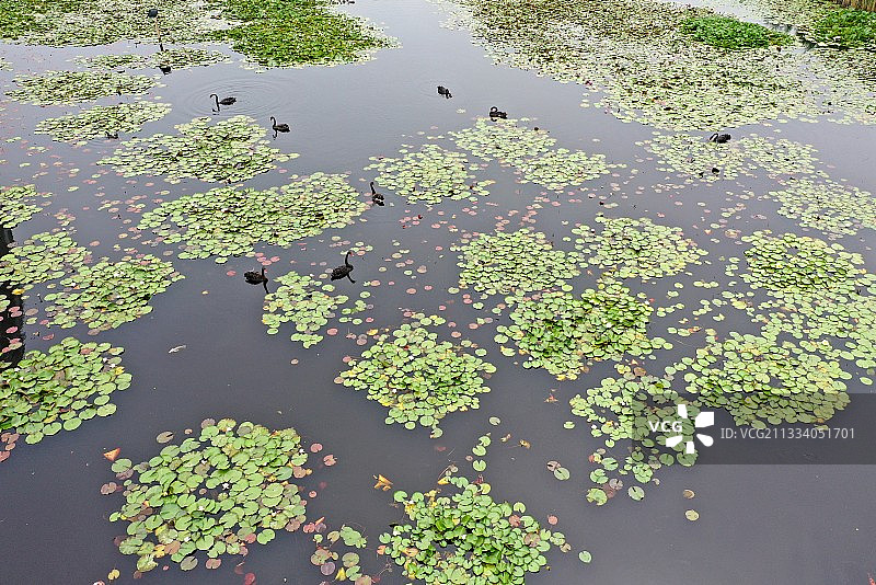 山东枣庄微山湖湿地公园内自在游弋的黑天鹅图片素材
