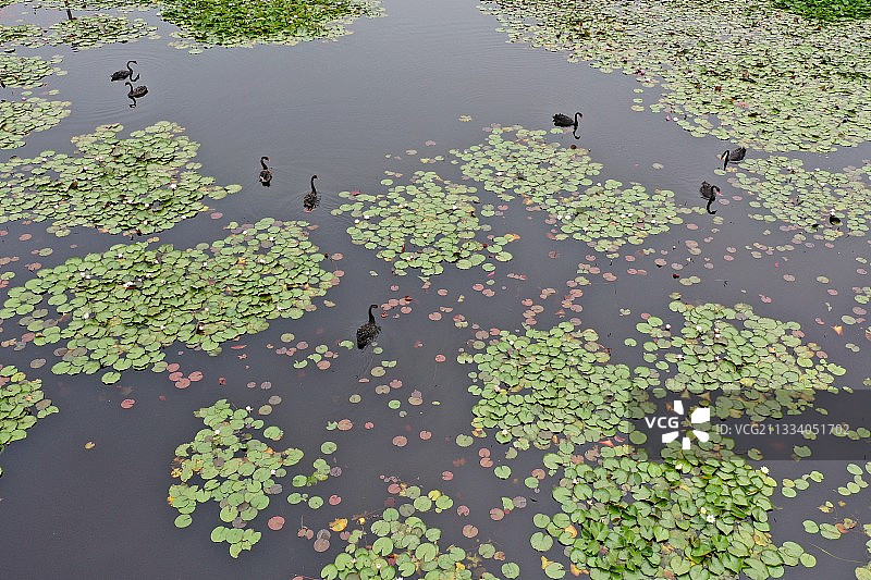 山东枣庄微山湖湿地公园内自在游弋的黑天鹅图片素材