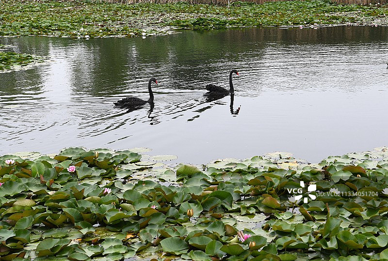 山东枣庄微山湖湿地公园内自在游弋的黑天鹅图片素材