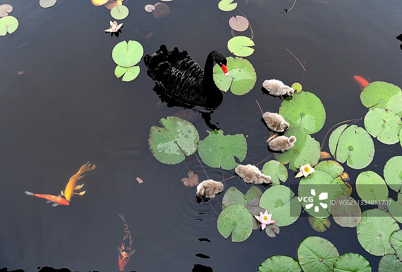 山东枣庄微山湖湿地公园内自在游弋的黑天鹅图片素材