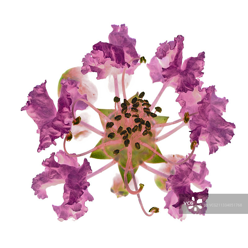 夏季盛开的印度紫丁香图片素材