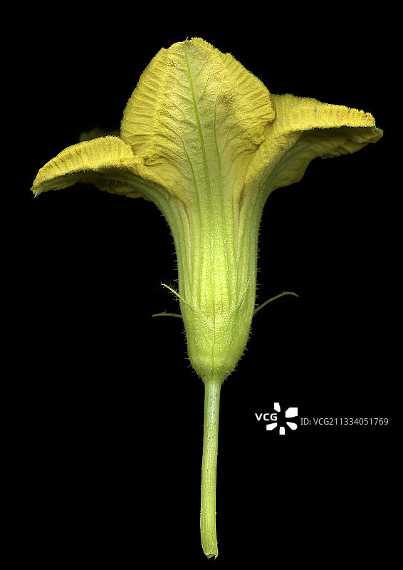 夏季南瓜花图片素材