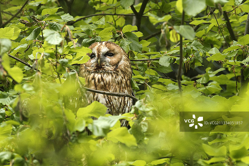 栖息在德国白蜡种植园里的红褐色猫头鹰图片素材