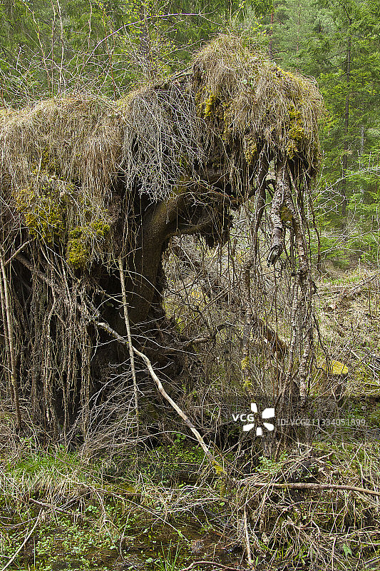 狂风后斯洛伐克天堂国家公园的植被恢复图片素材