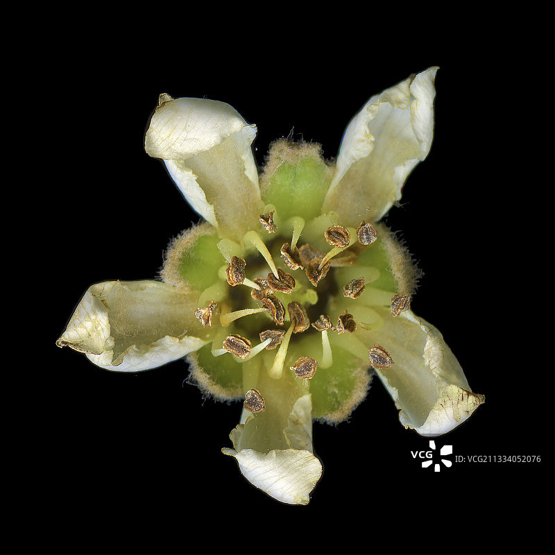 花 स्टूडियो中的榅桲树图片素材