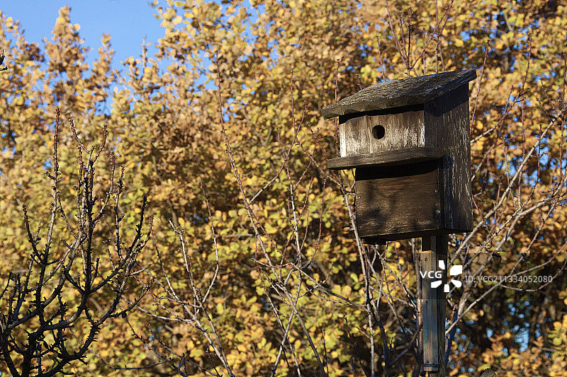 山雀的繁殖笼图片素材