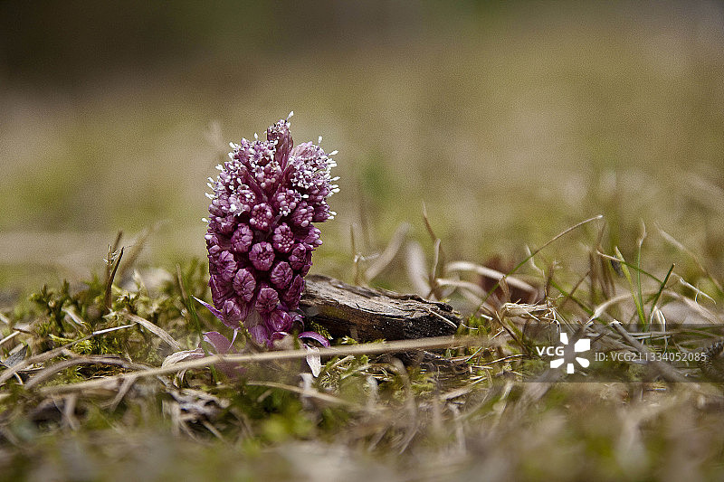 斯洛伐克天堂国家公园开花的款冬图片素材