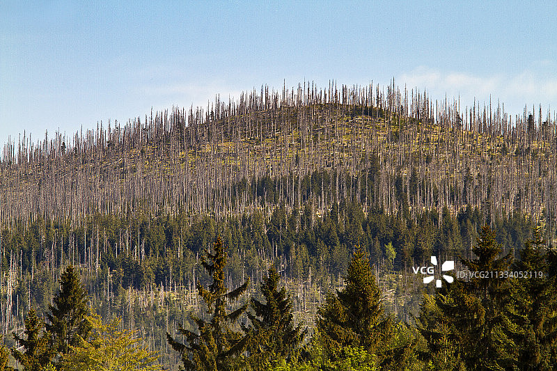 德国针叶林中的甲虫危害图片素材