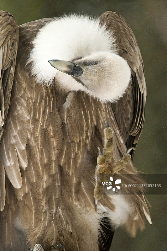 德国的雄性兀鹫图片素材