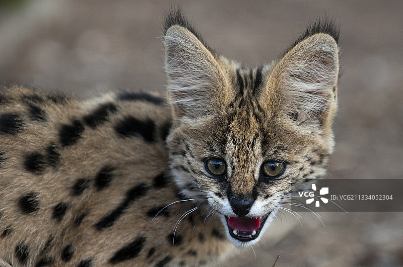 卡帕马禁猎区中一只咆哮的年轻薮猫的肖像图片素材