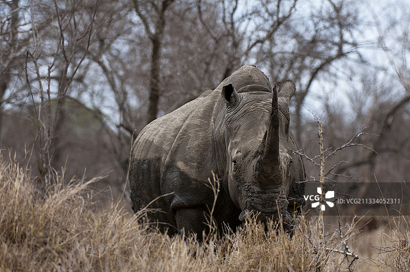 卡帕马禁猎区内的白犀牛图片素材