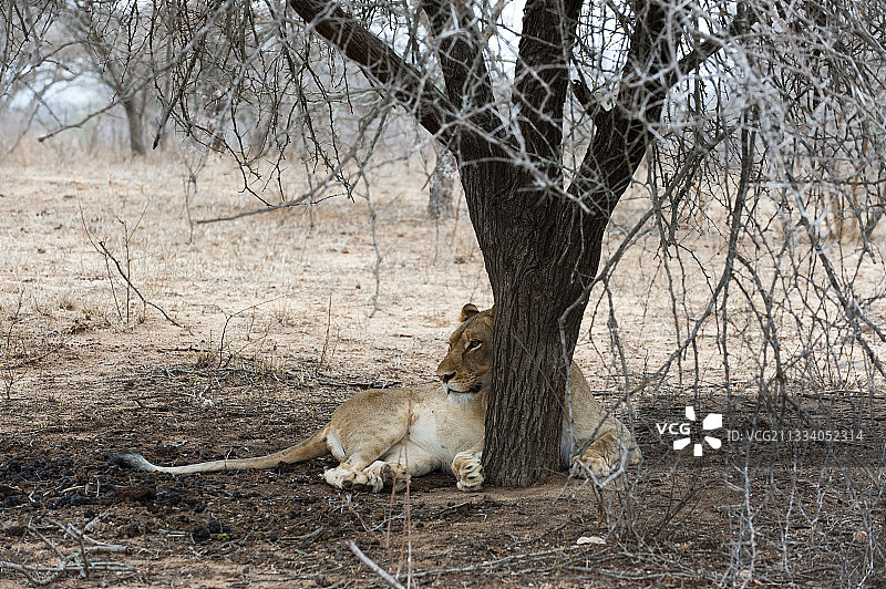 母狮躺在卡帕马禁猎区的树下图片素材