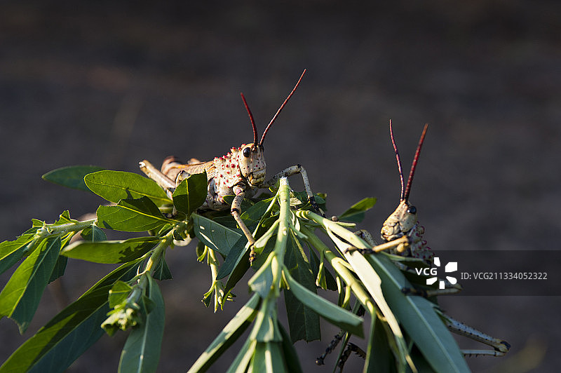 卡帕马禁猎区蝗虫啃食树叶图片素材