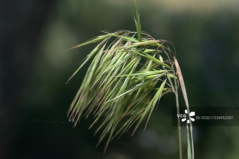 雀麦穗图片素材