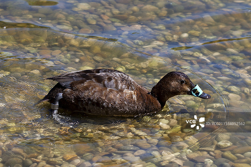 在法国游泳的鼻子上有标签的鸭子图片素材