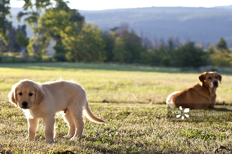 法国草地上的金毛幼犬与成年犬图片素材