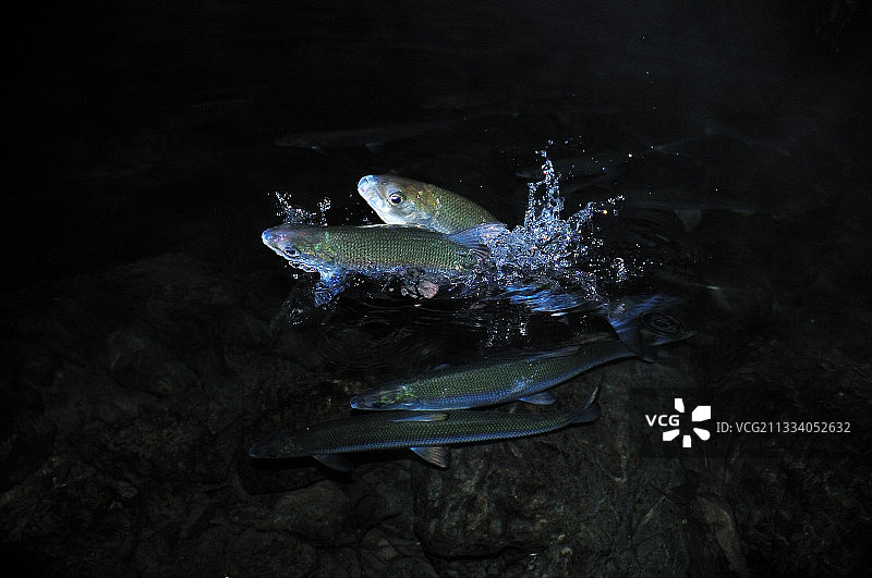 水中交配产卵的动物图片素材