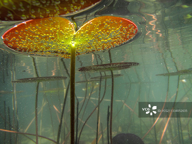 法国安河滞水中的白色睡莲图片素材