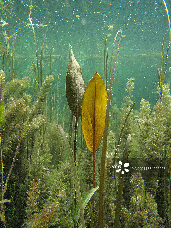 法国安河回水中的眼子菜图片素材