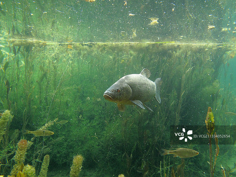 法国安河回水中的丁鱥图片素材