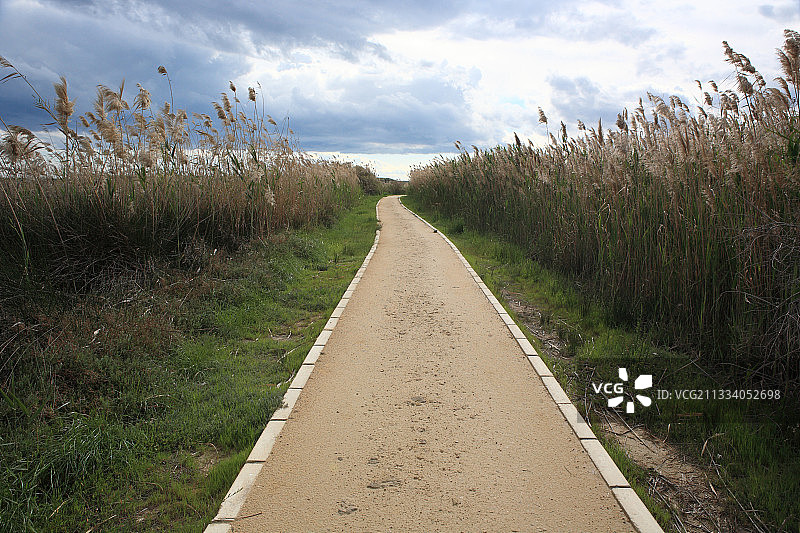 塞浦路斯拉纳卡盐湖芦苇床中的城门图片素材