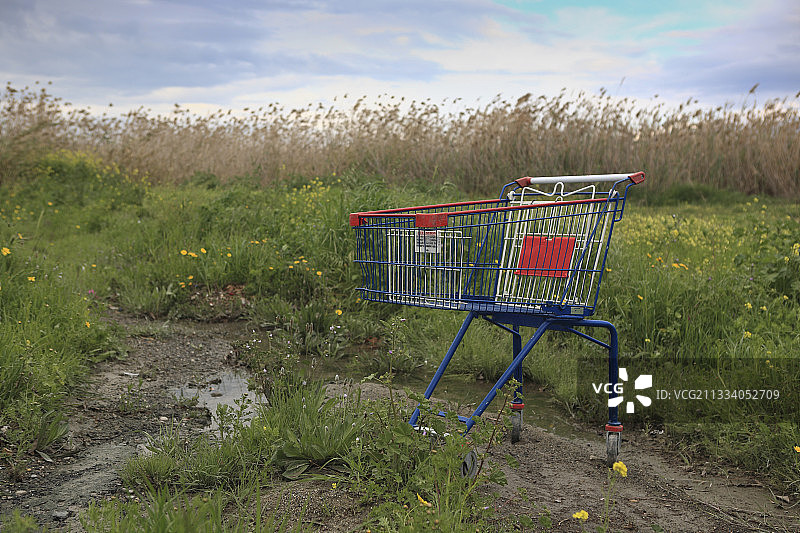 塞浦路斯拉纳卡盐湖芦苇荡中的马车图片素材