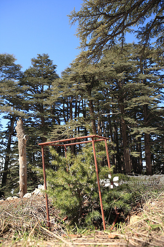 黎巴嫩霍什阿尔兹埃尔拉布保护区的年轻黎巴嫩雪松图片素材