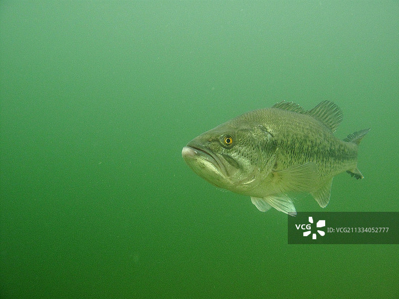 法国安省湖中捕食的大口黑鲈图片素材