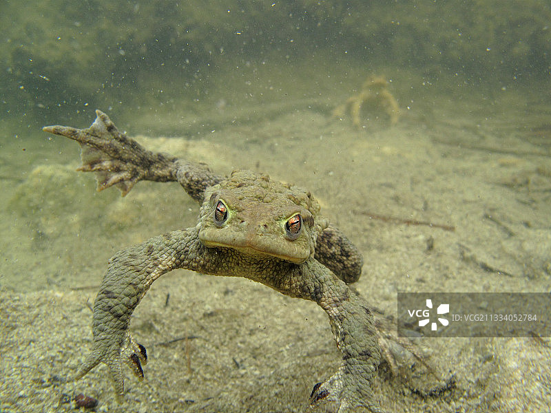 在法国安省湖中游泳的欧洲蟾蜍雄性图片素材