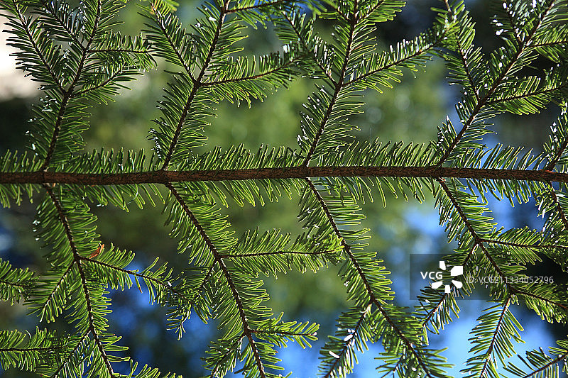 瑞士阿尔卑斯山的银杉树枝图片素材