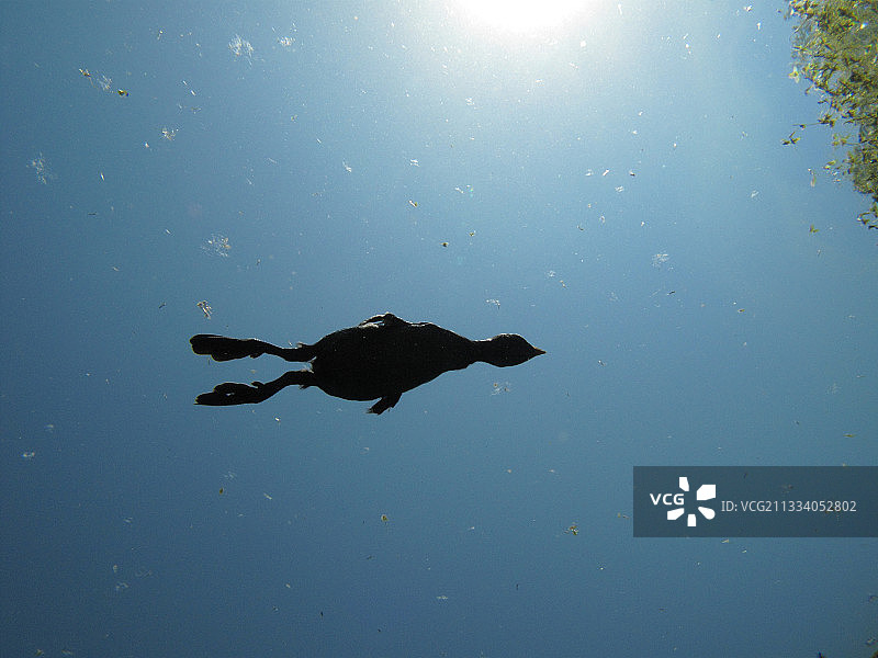 小䴙䴘在罗纳河汊流中游动图片素材