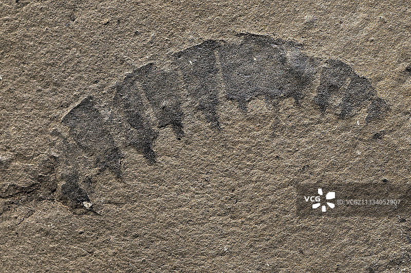 寒武纪海洋无脊椎动物化石图片素材