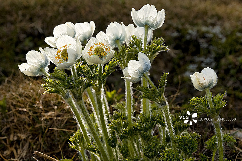 花毛茛，加拿大洛矶山脉图片素材