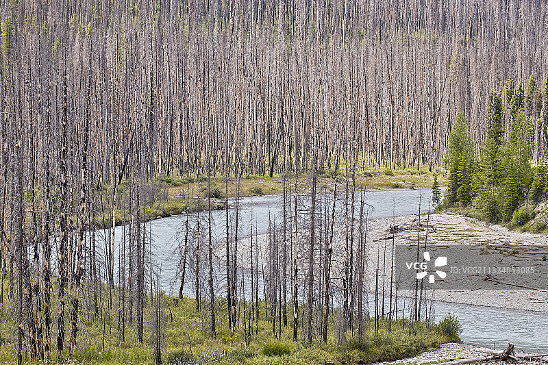 2003年森林火灾图片素材