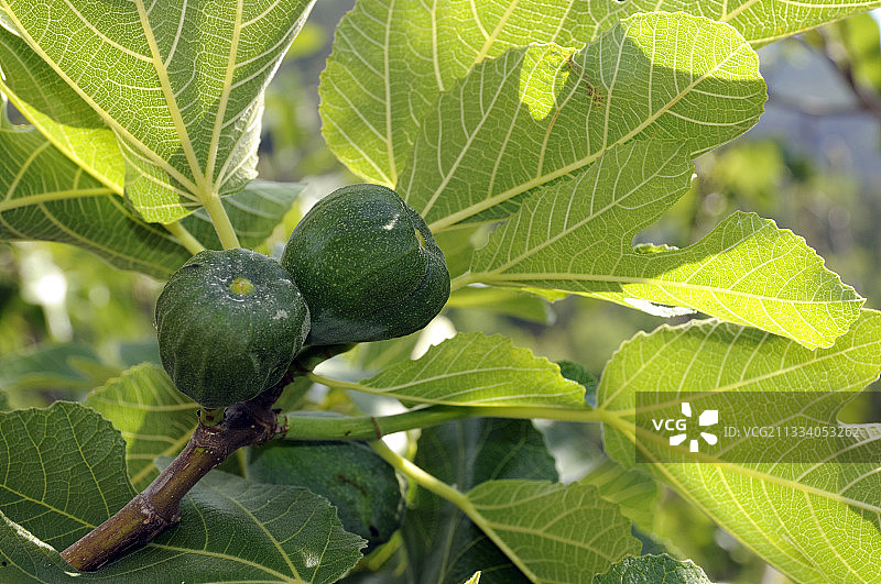 法国塞文山脉的春天里未成熟的无花果图片素材