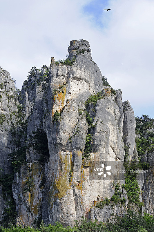 欧亚兀鹫飞越法国Jonte峡谷图片素材