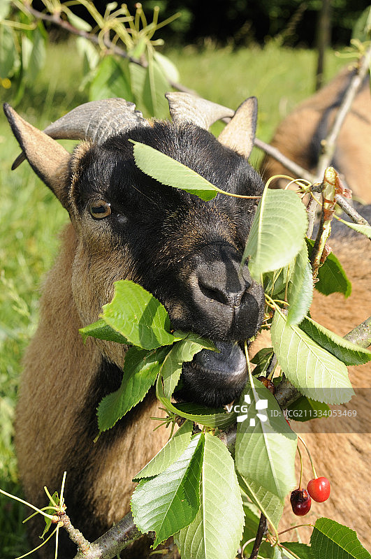 山羊在法国吃樱桃树叶图片素材