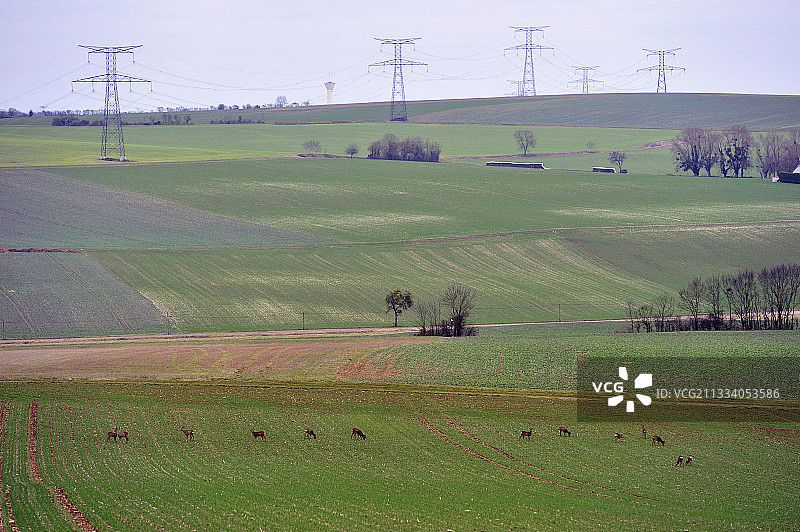 勃艮第黎明时分田野里的狍鹿群图片素材