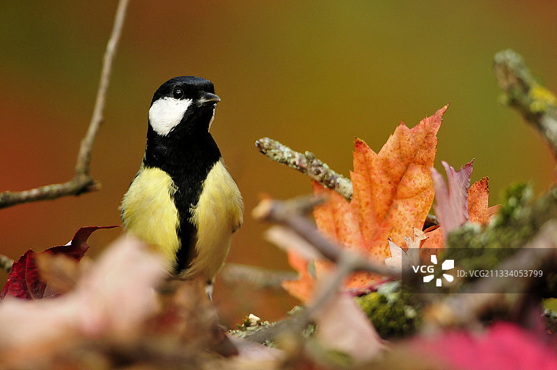 法国勃艮第地区小心谨慎的大山雀图片素材