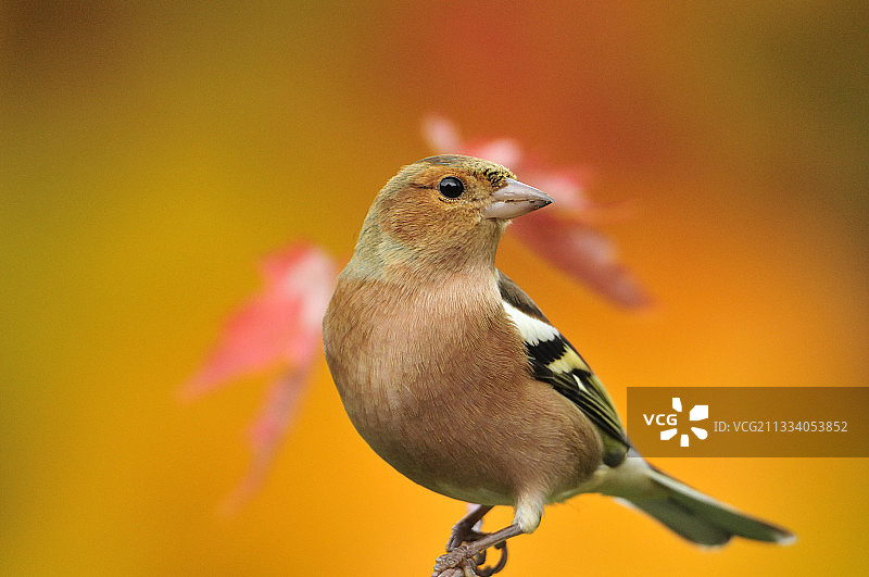 栖息在树枝上的大山雀，秋季，法国图片素材