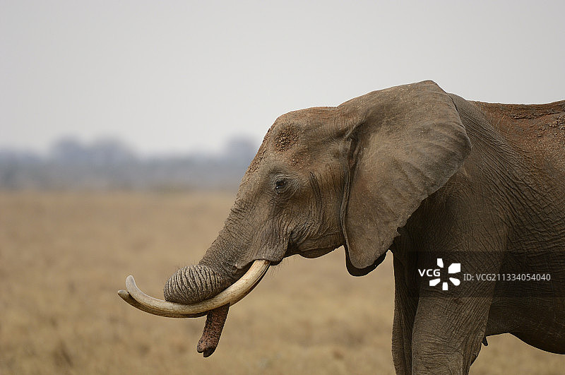 肯尼亚察沃的非洲象：交叉的象牙图片素材