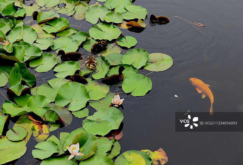 山东枣庄微山湖湿地公园内的野鸭子和锦鲤图片素材