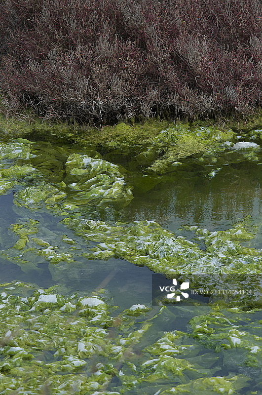 法国卡马格运河中的藻类图片素材