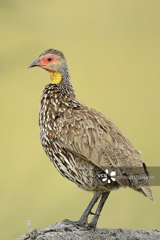 黄颈山鹧鸪在恩戈罗恩戈罗坦桑尼亚的树枝上图片素材