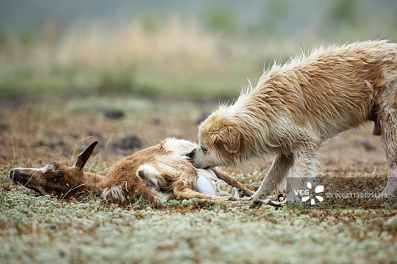 野狗食用保加利亚羊的腐肉图片素材