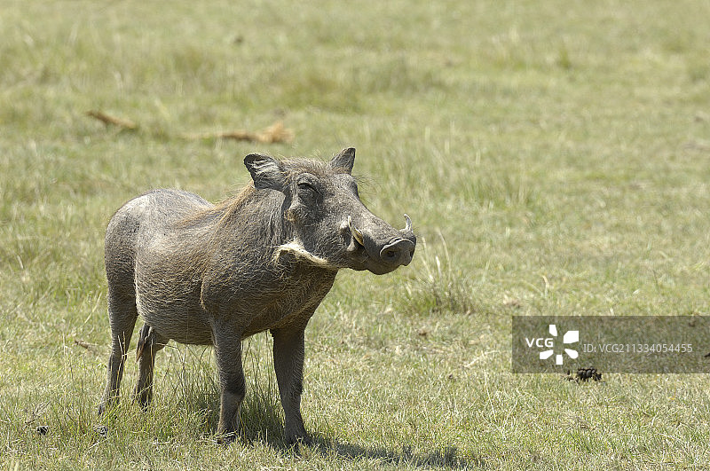 坦桑尼亚塞伦盖蒂草原上的疣猪图片素材